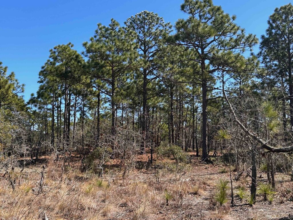 Long leaf pines at Carolina Beach State Park 