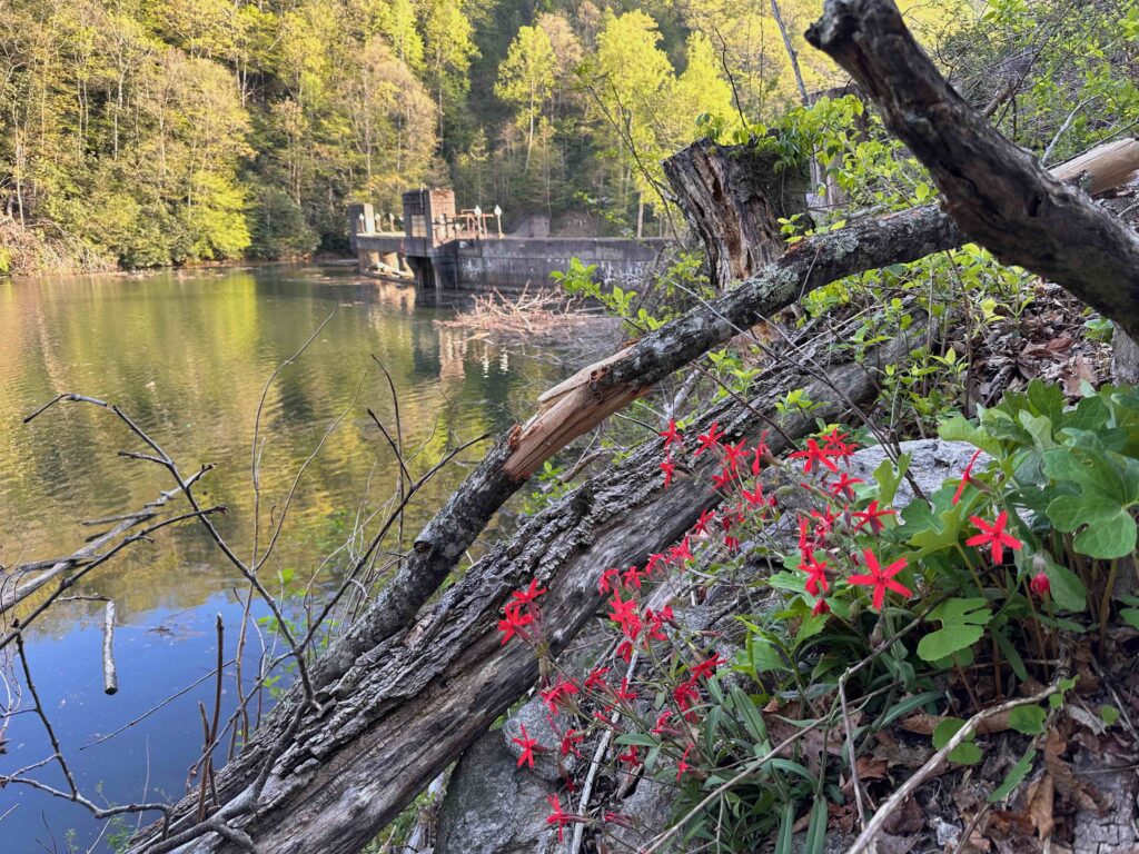 Lower dam on the Dan River with fire catcher (red star-like flower) in foreground