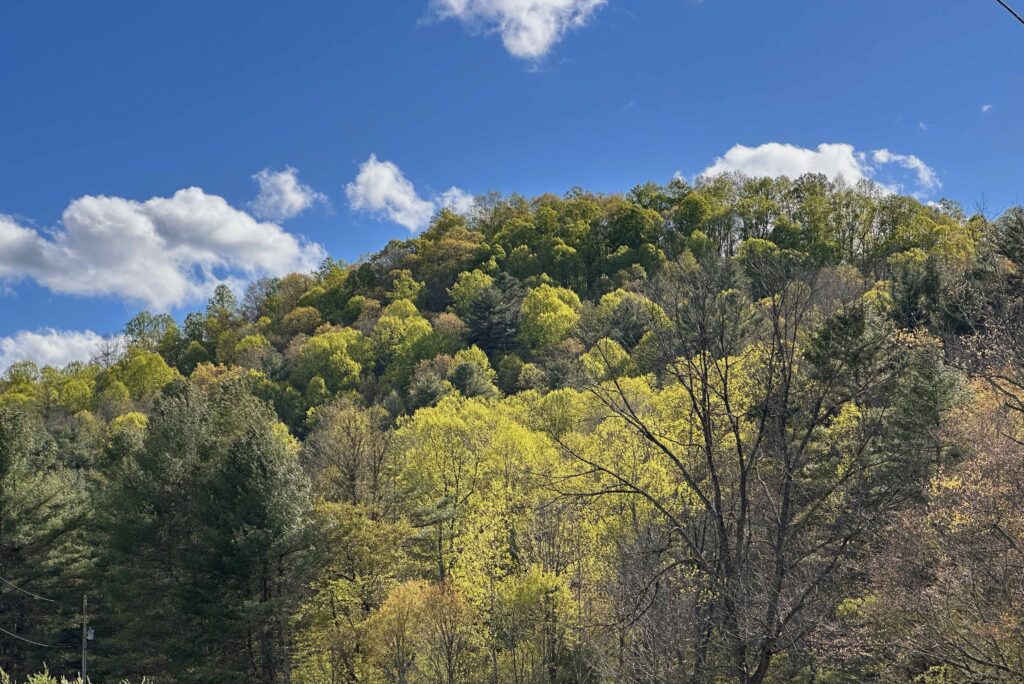 Hillside in spring,  covered with various shades of light green trees