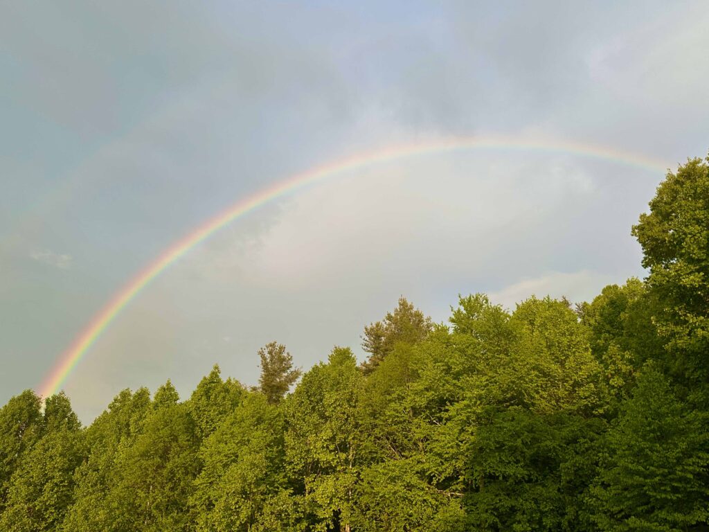 Rainbow over green trees