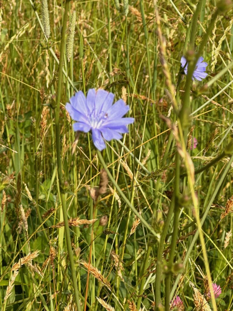 Blue flowers of Chicory 