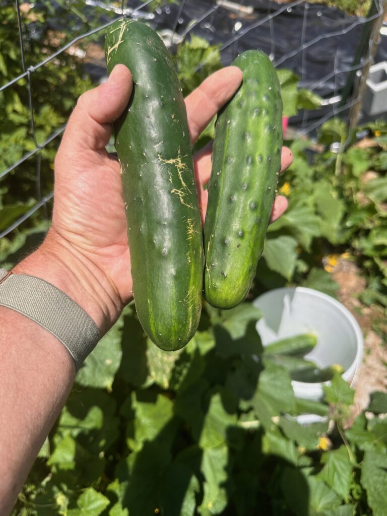 two cucumbers

