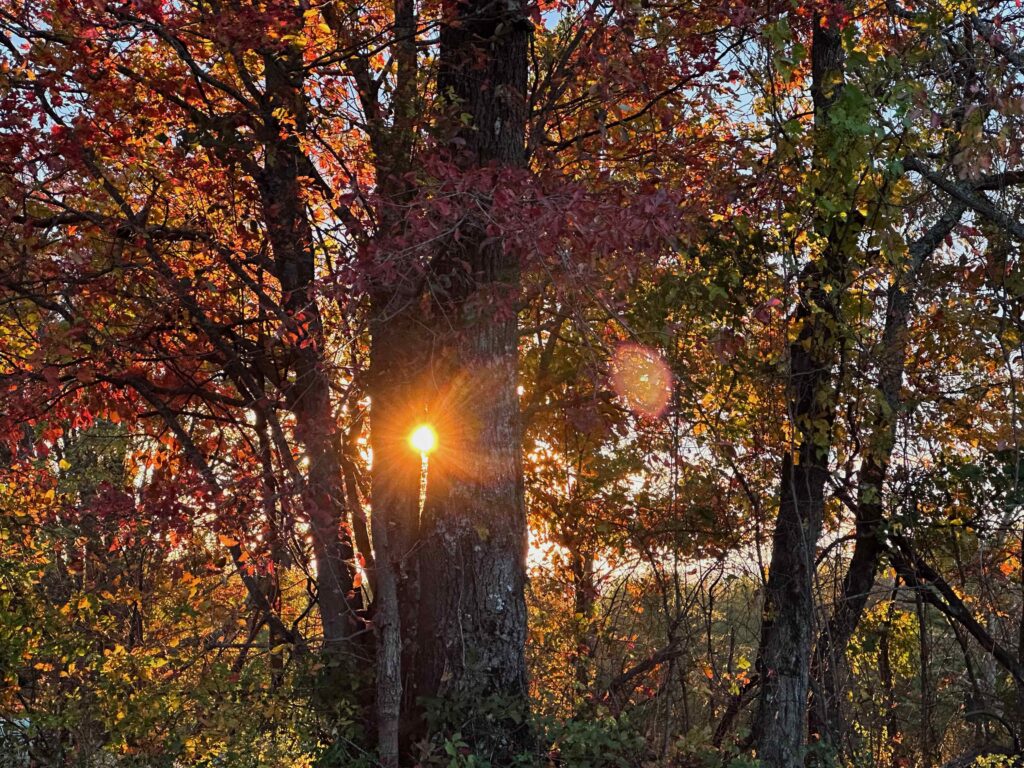 photo of the sun setting through the trees 