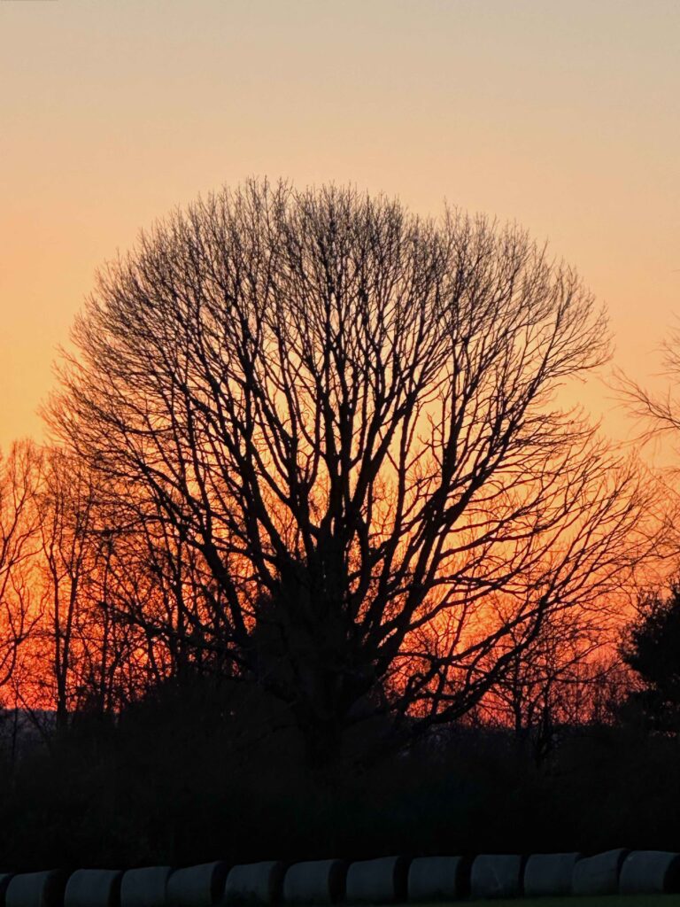 Tree behind Nester's Cemetery 