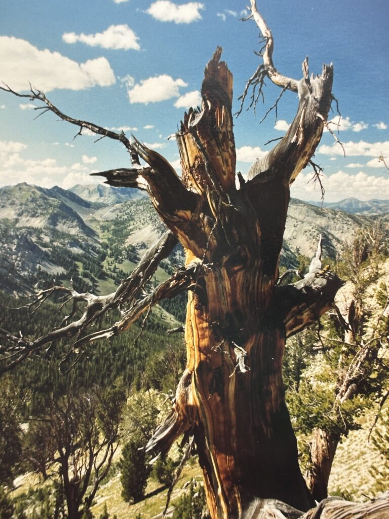 dead tree high in the Boulder Mountains