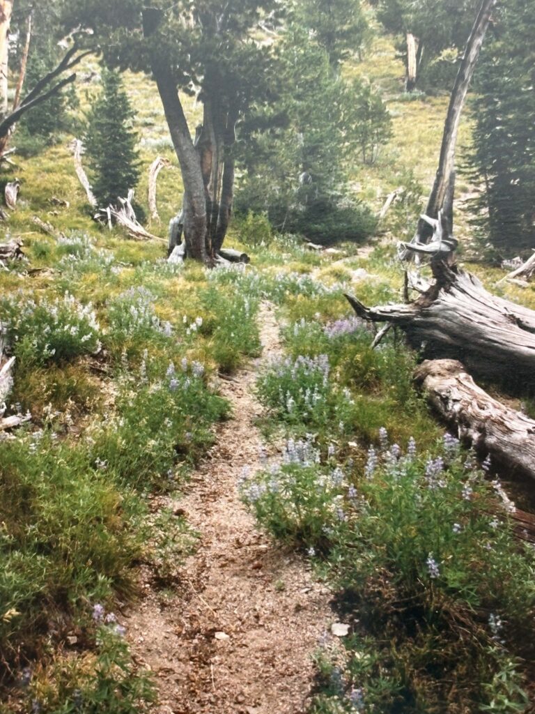 Lupine along a trail