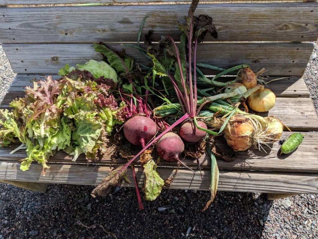 harvest of lettuce, beets, onions, and a cucumber on a bench 