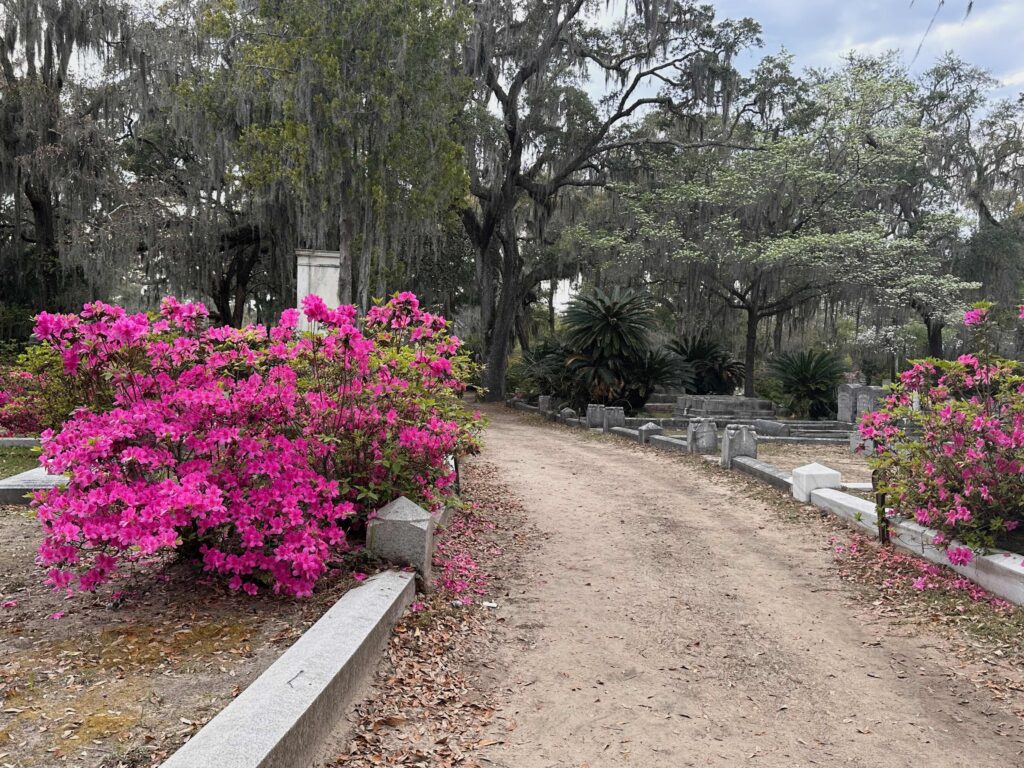 St. Bonaventure Cemetery, Savannah GA, with azaleas in bloom 