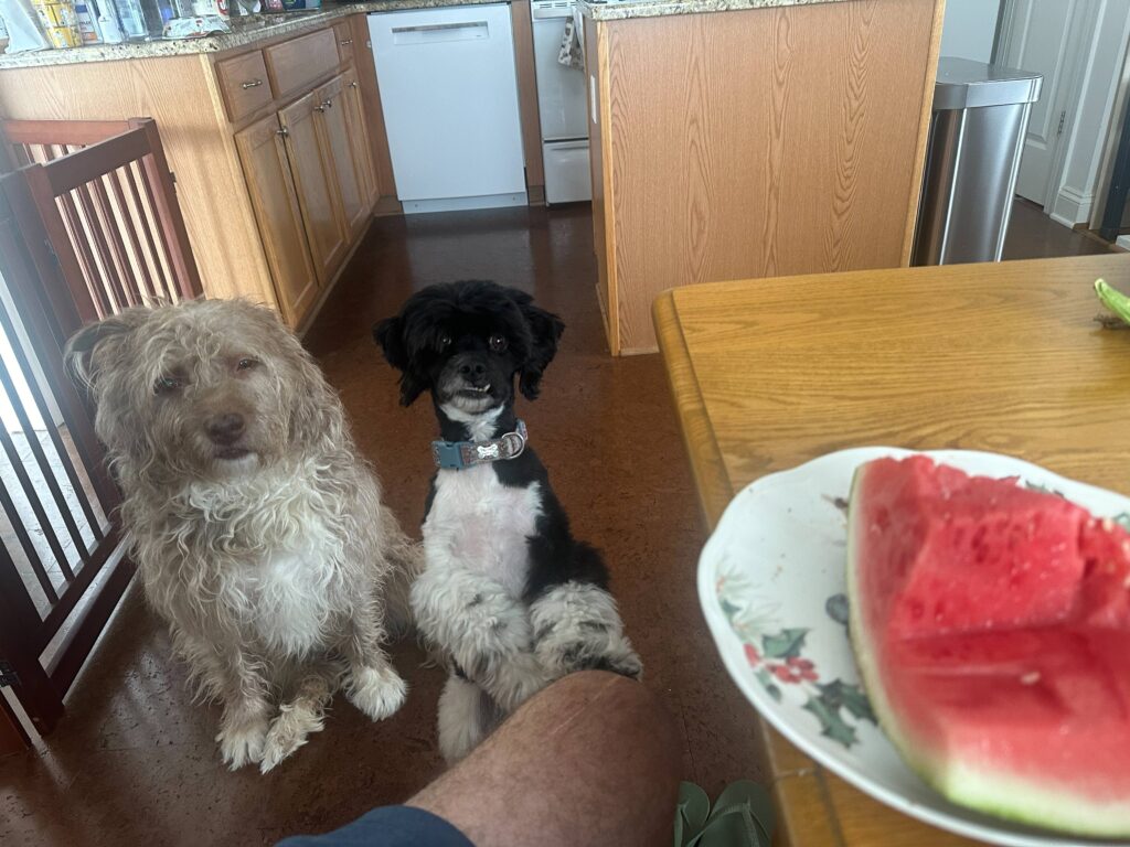 Dogs begging for watermelon