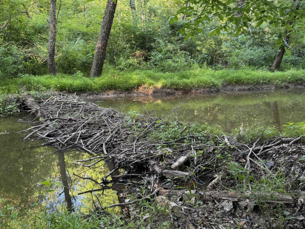 Beaver Dam