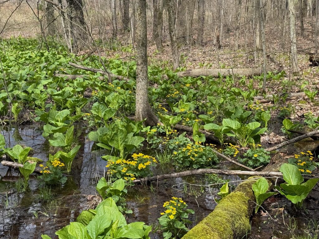 Swamp marigold amongst skunk cabbage