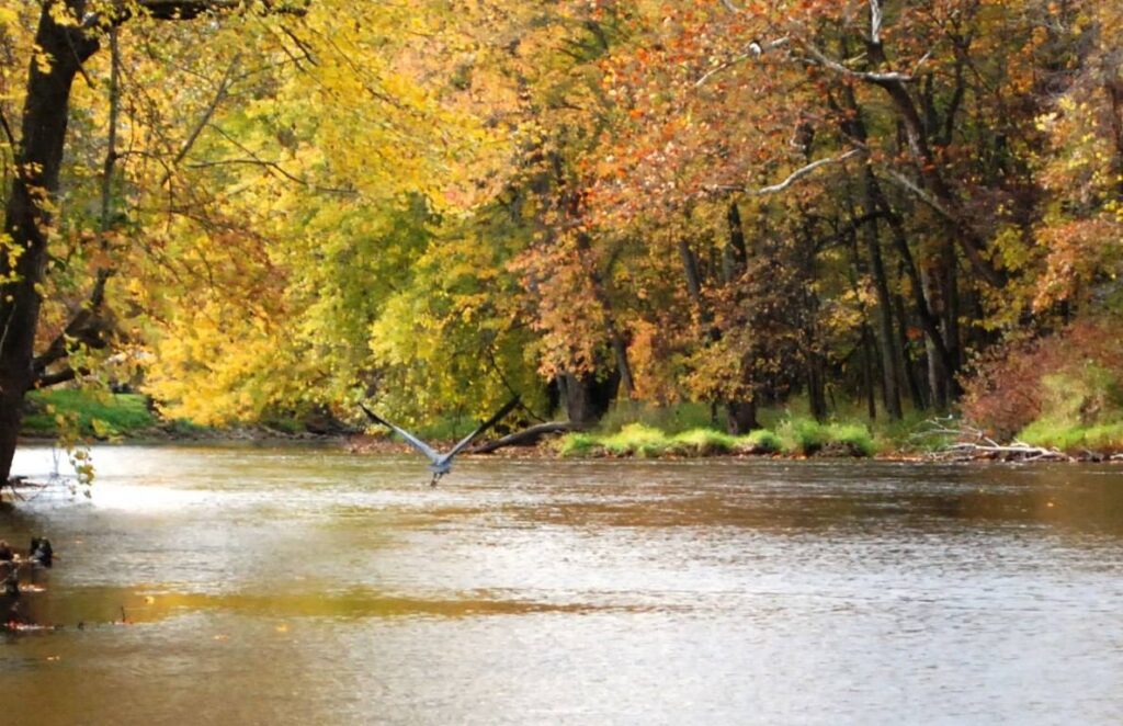 Great Blue Heron over the Thornapple River during the fall of the year